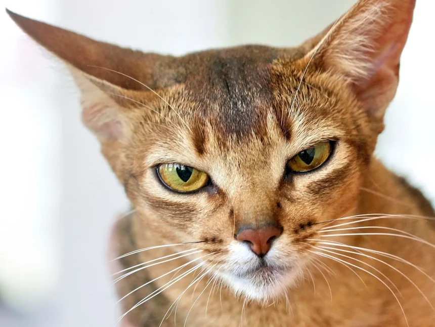 Abyssinian