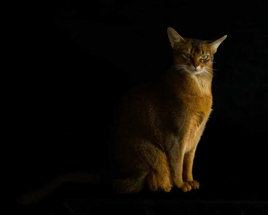 Abyssinian