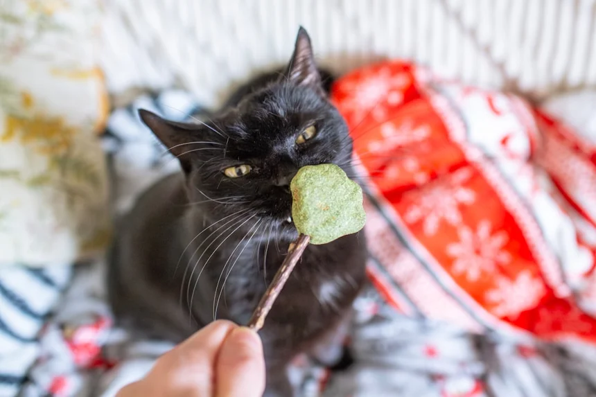 Catnip