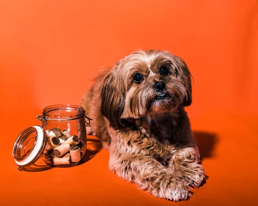 Dog treats
