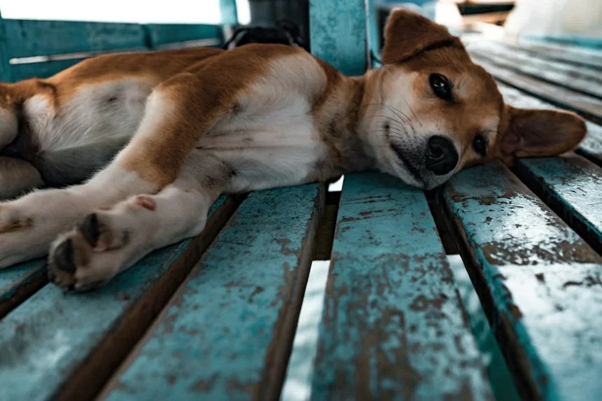 Dog 보험 (Dog insurance)