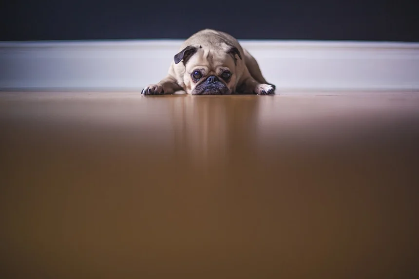 Dog 보험 (Dog insurance)