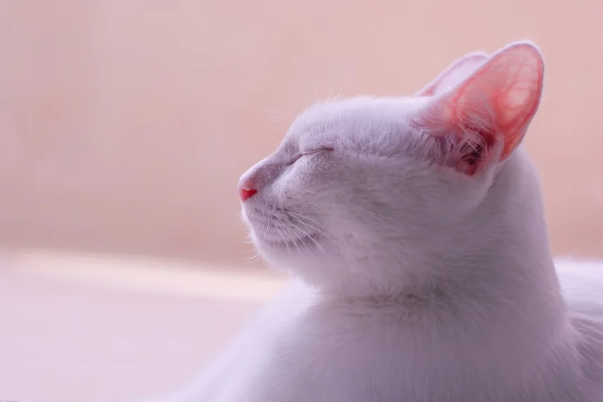 Ear