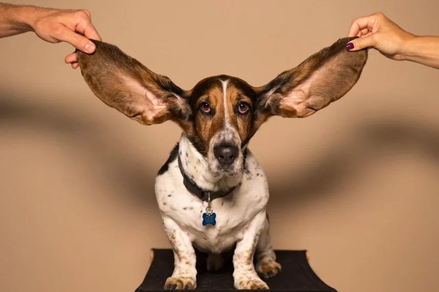 Ear