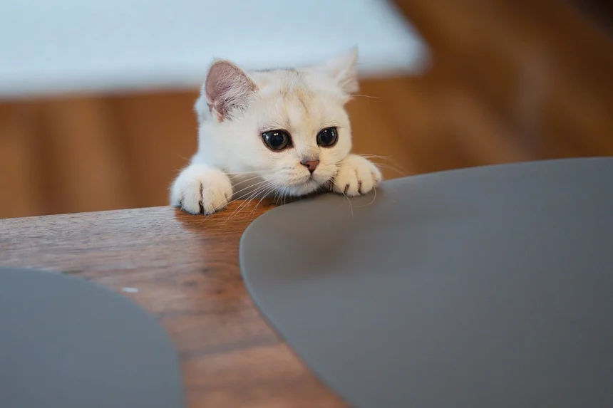 Kitten