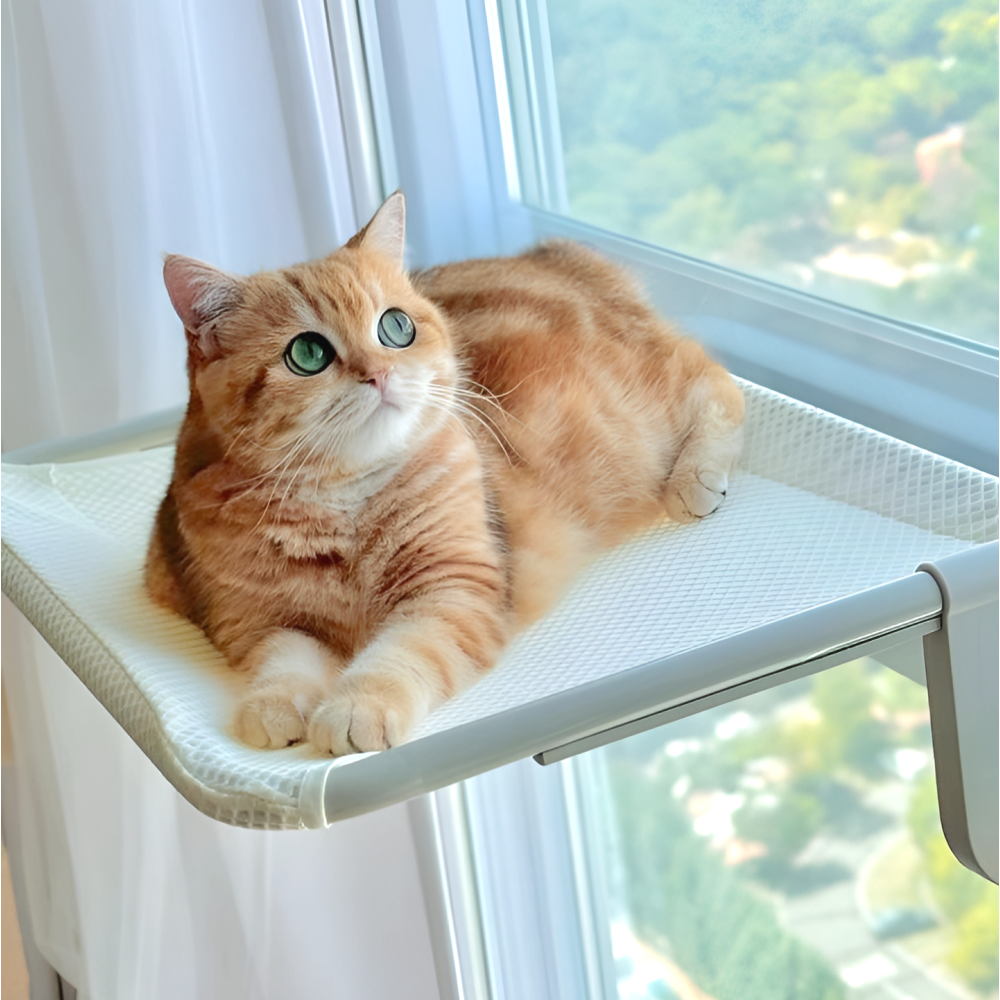 인기 추천 고양이 해먹 10종 지금 바로 선택하세요!