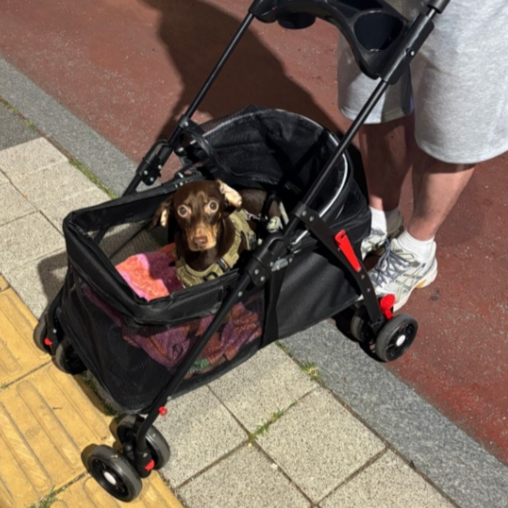 추천 인기 백팩형 펫유모차 10선 지금 바로 확인하세요