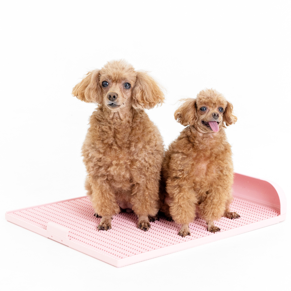 추천 인기 철제 배변판 10종 지금 구매하세요!