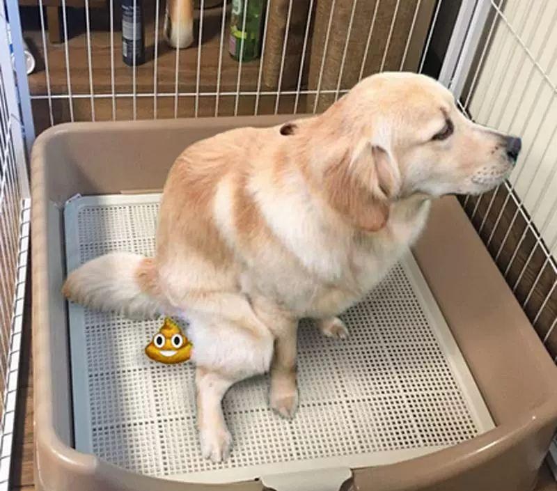 추천 인기 훈련용 배변판 10종 지금 바로 확인!