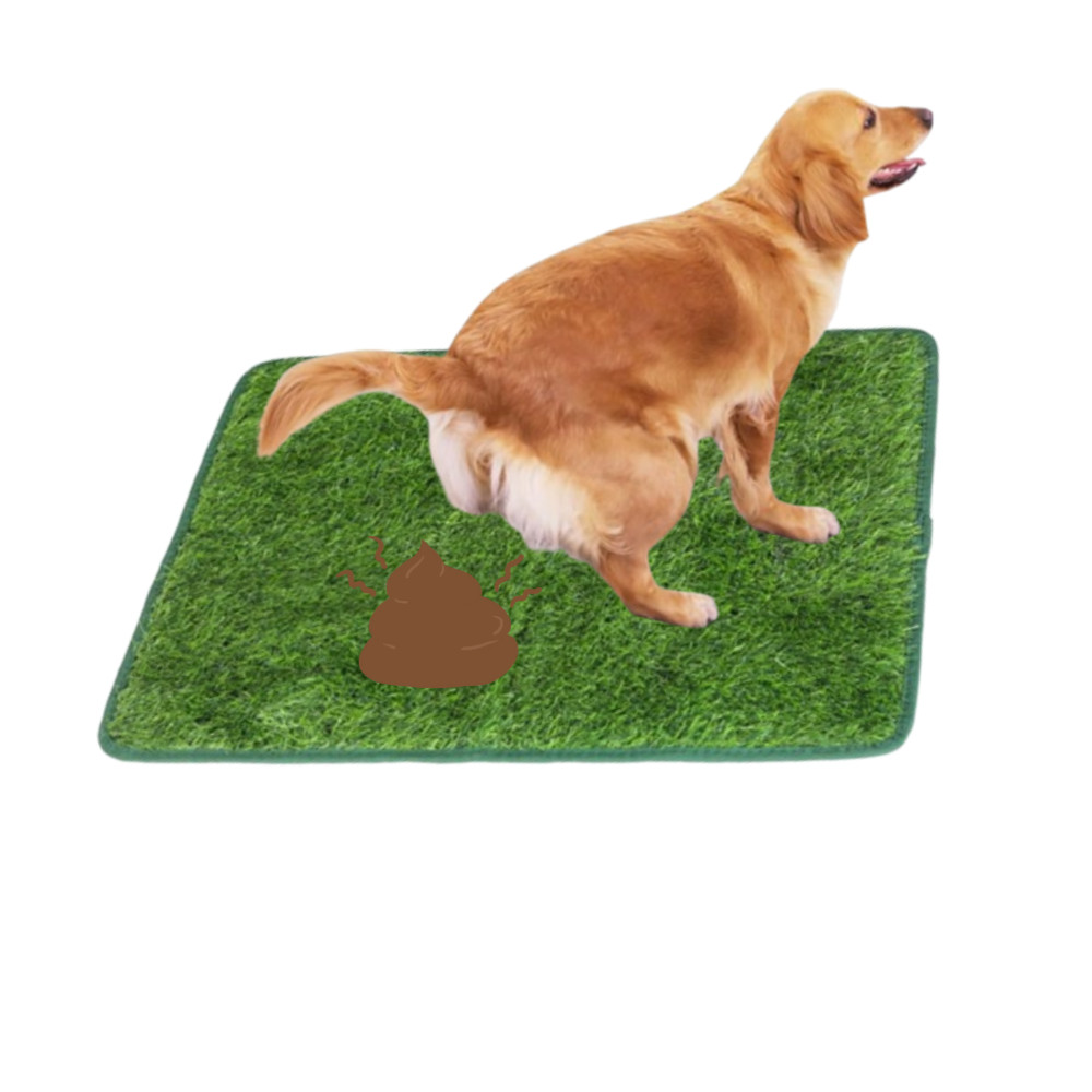 추천! 인기 배변유도매트 고양이 10종 지금 구매하세요