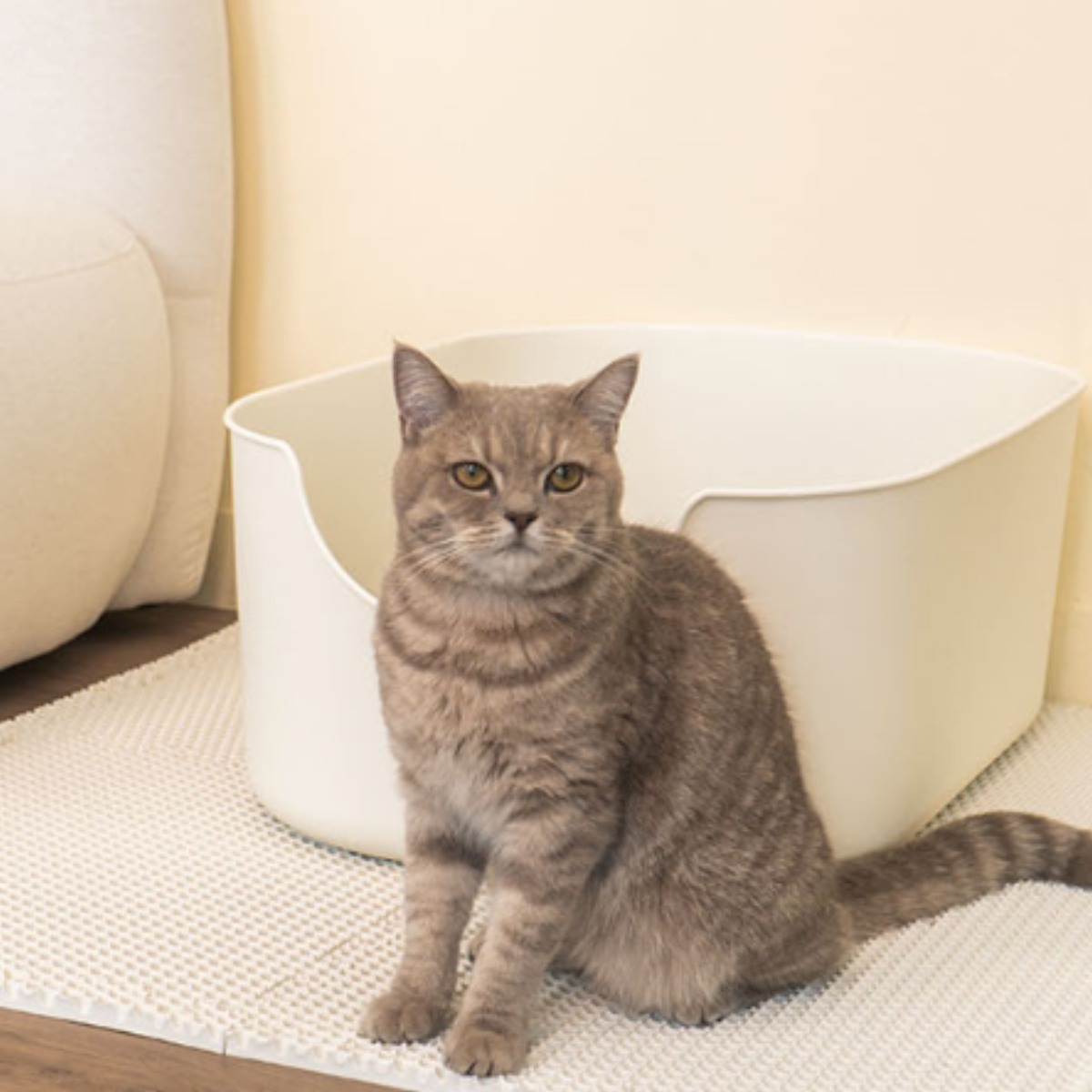 추천 인기 고양이용 청결매트 10선 지금 바로 확인하세요!