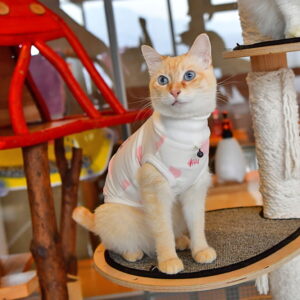 추천 인기 강아지용 목폴라티 10종 지금 바로 구매하세요!