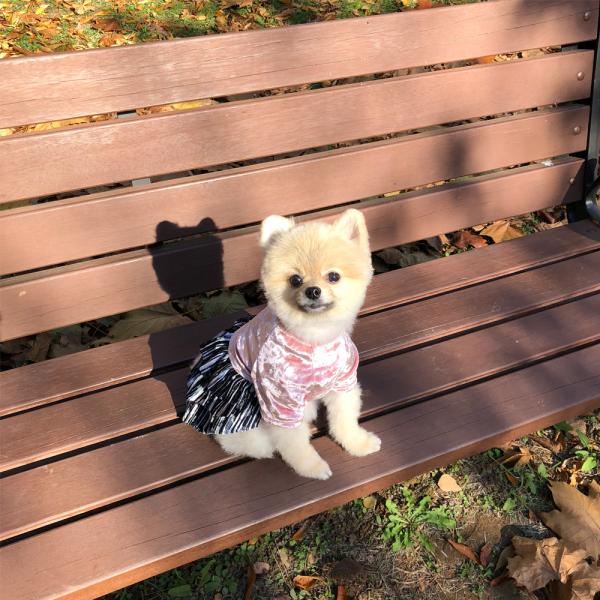 인기 추천 플리츠 원피스 강아지용 10품목 지금 구매하세요!