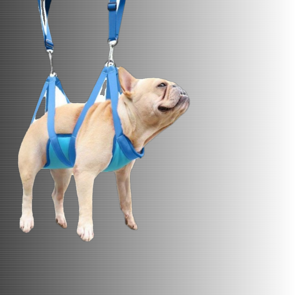 여행용 미용세트 고양이용 추천 10가지 필수템 지금 구매하세요!